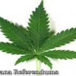 marijuana referendums