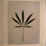 Marijuana Leaf