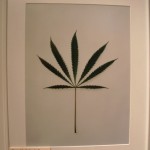 Marijuana Leaf