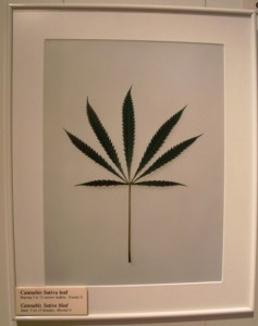 Marijuana Leaf