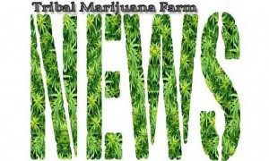 tribal marijuana farm, marijuana, mendocino county