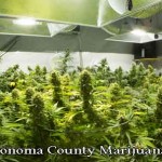 sonoma county marijuana grow, marijuana, cannabis