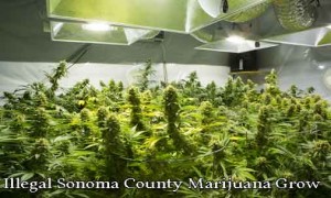 sonoma county marijuana grow, marijuana, cannabis