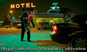 illegal santa rosa marijuana cultivation, marijuana cultivation