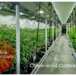 commercial cultivation, medical marijuana