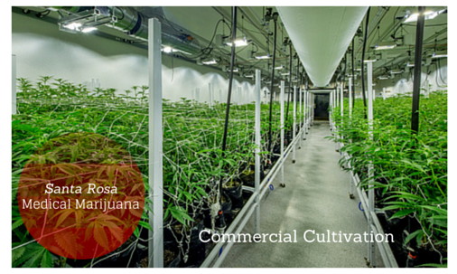 commercial cultivation, medical marijuana