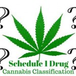 Cannabis Classification