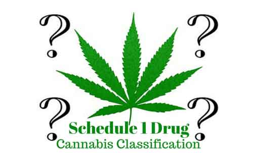 Cannabis Classification